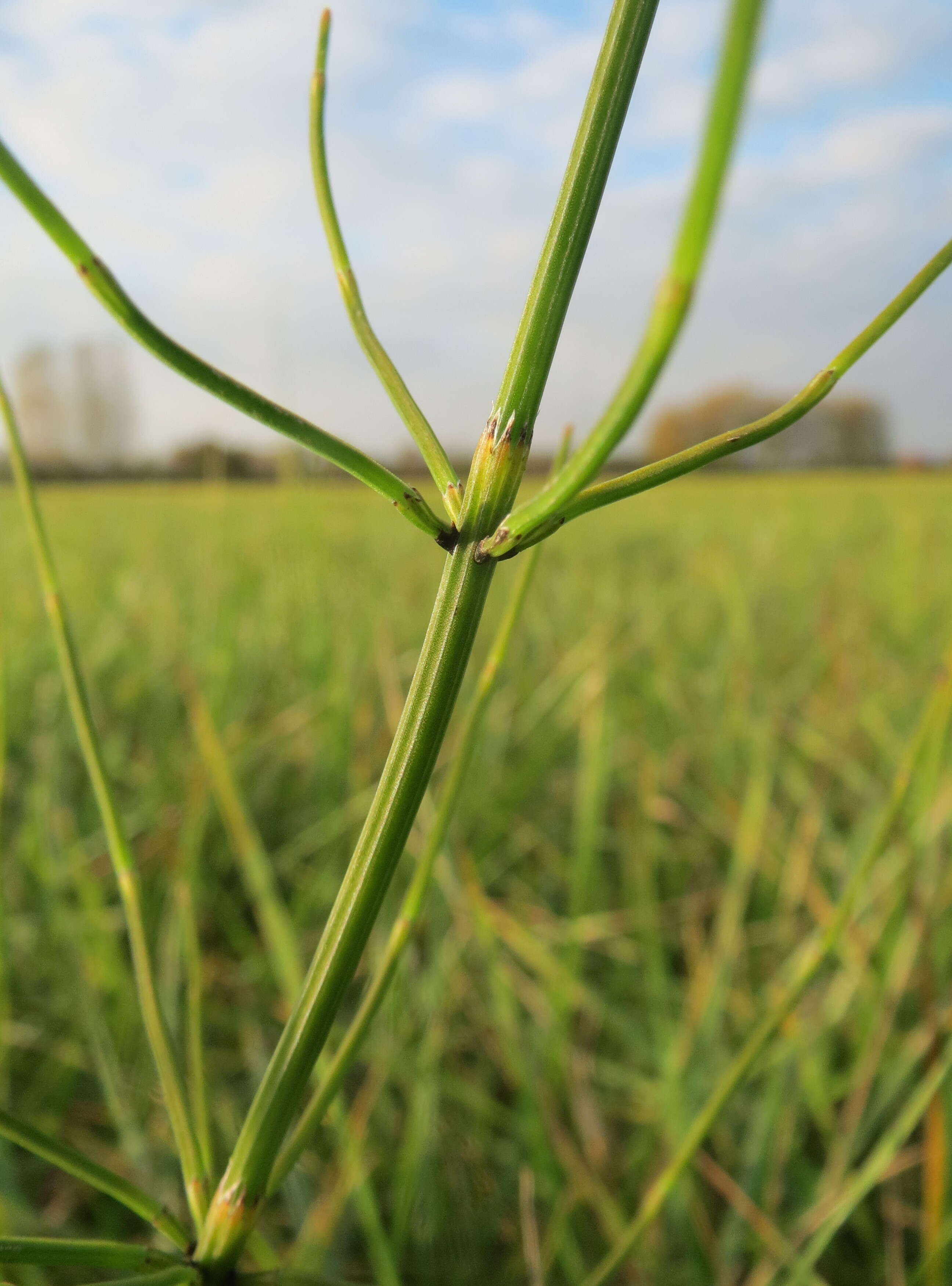 Image of Marsh Horsetail