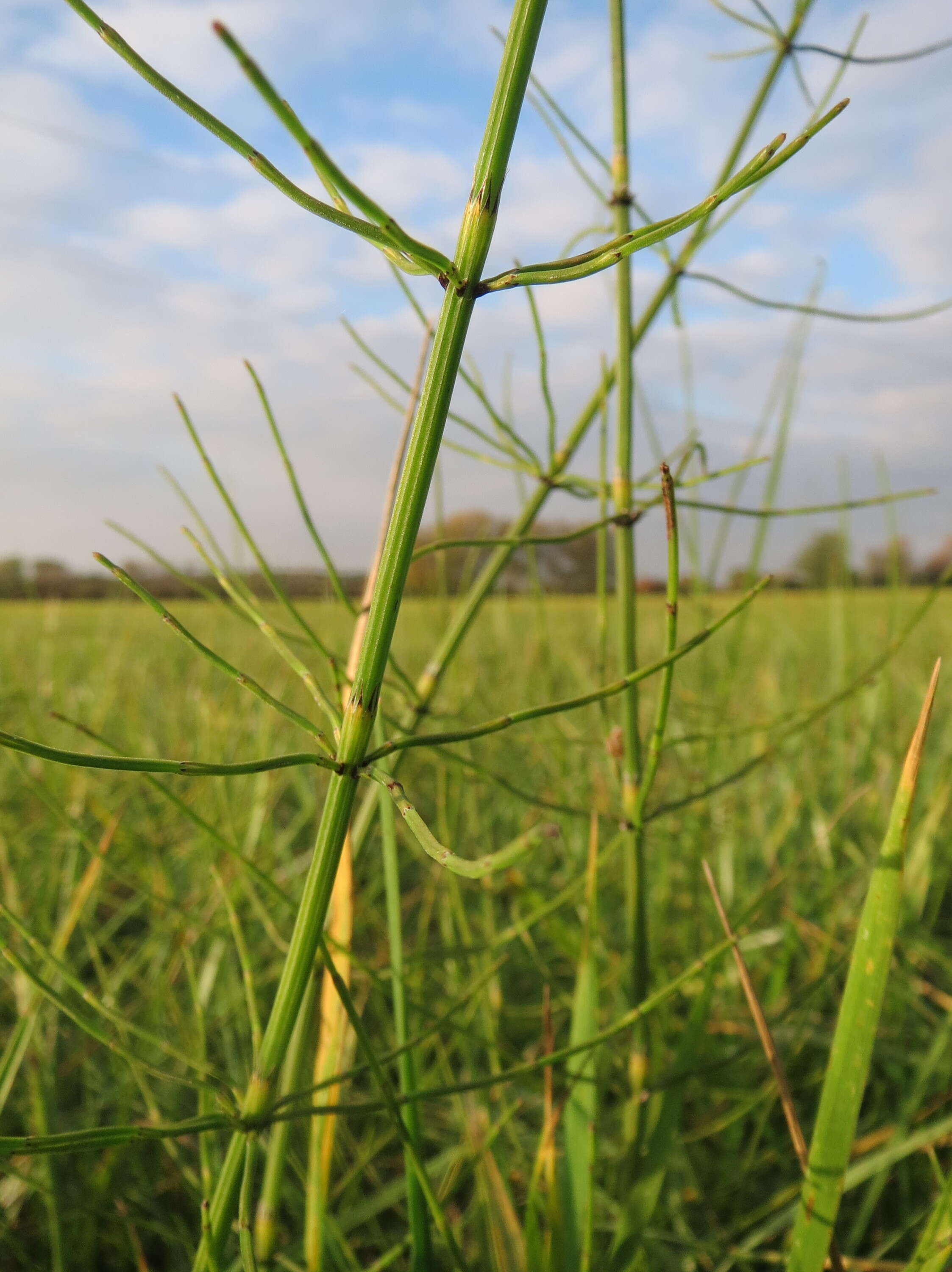 Image of Marsh Horsetail