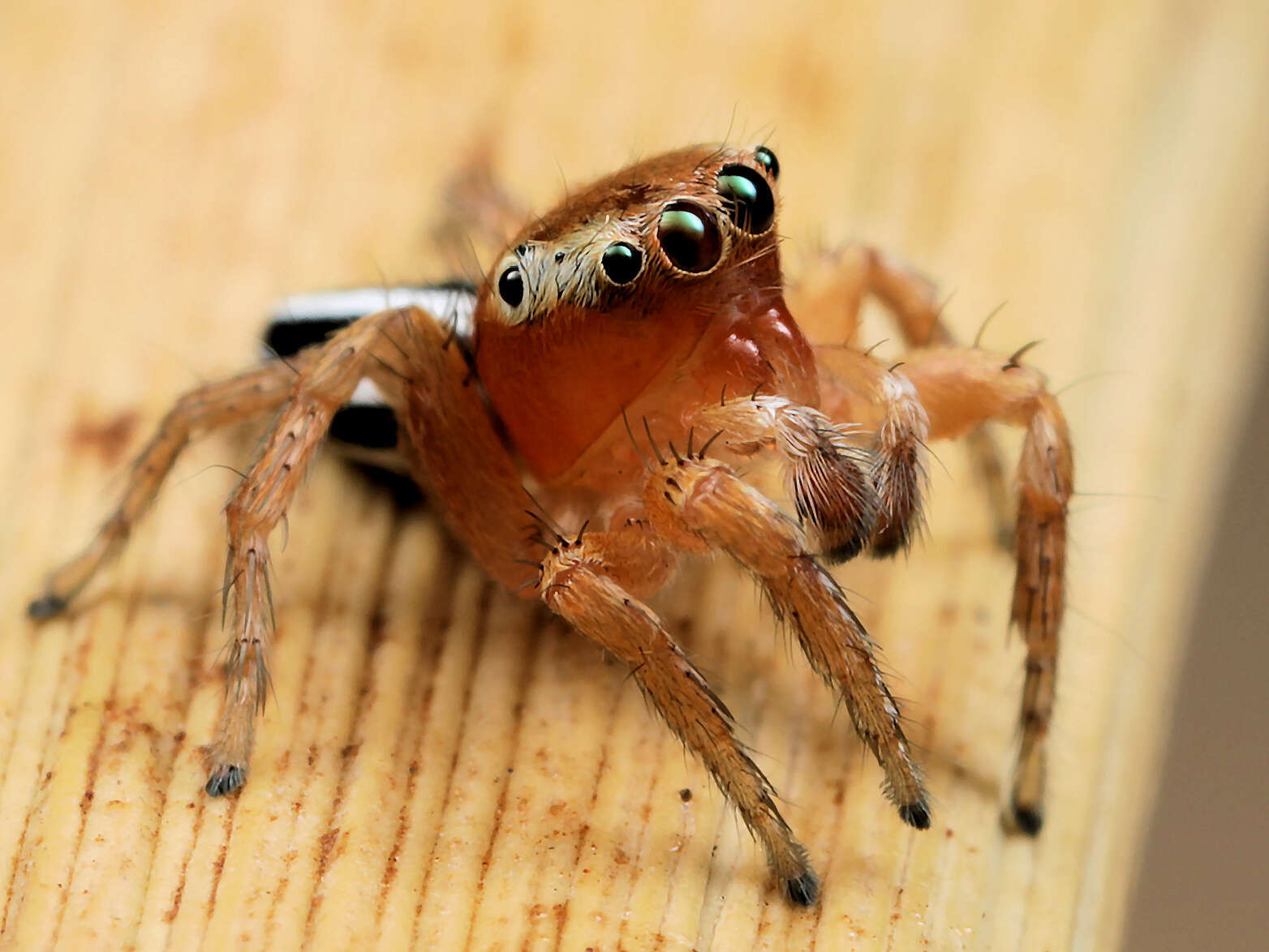 Image of Evarcha striolata Wesolowska & Haddad 2009