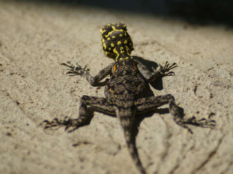 Image of Namib Rock Agama