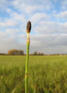 Image of Marsh Horsetail