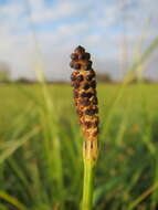 Image of Marsh Horsetail