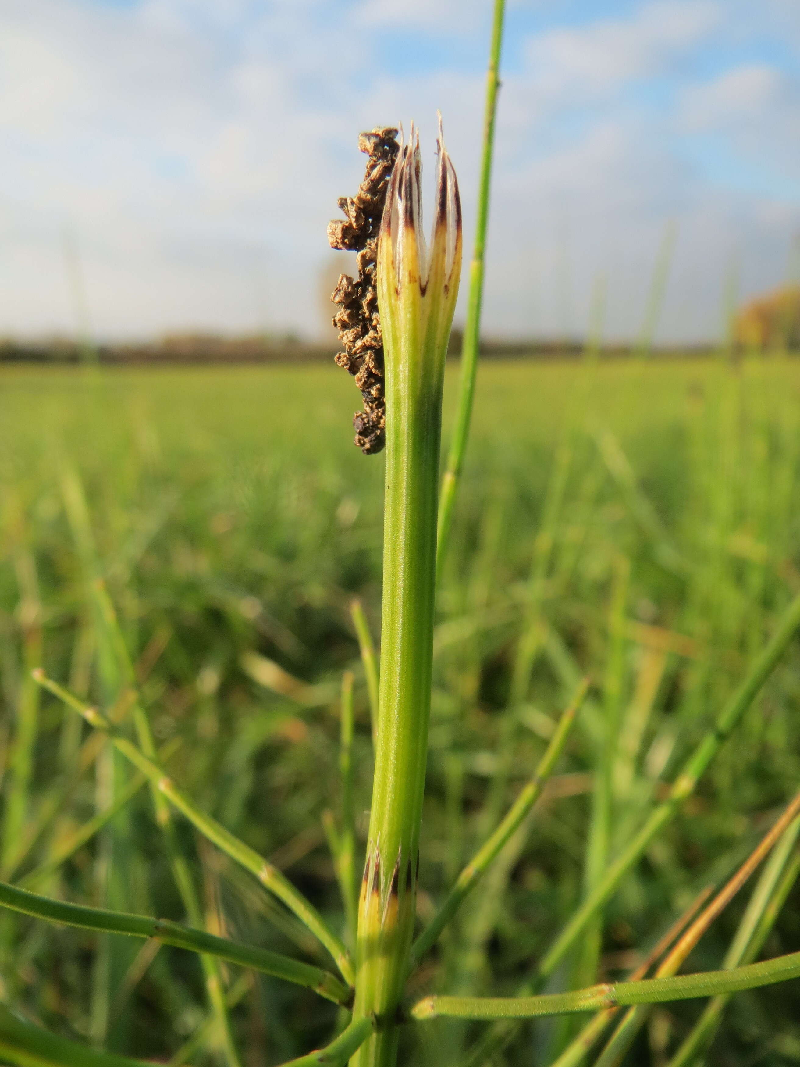 Image of Marsh Horsetail