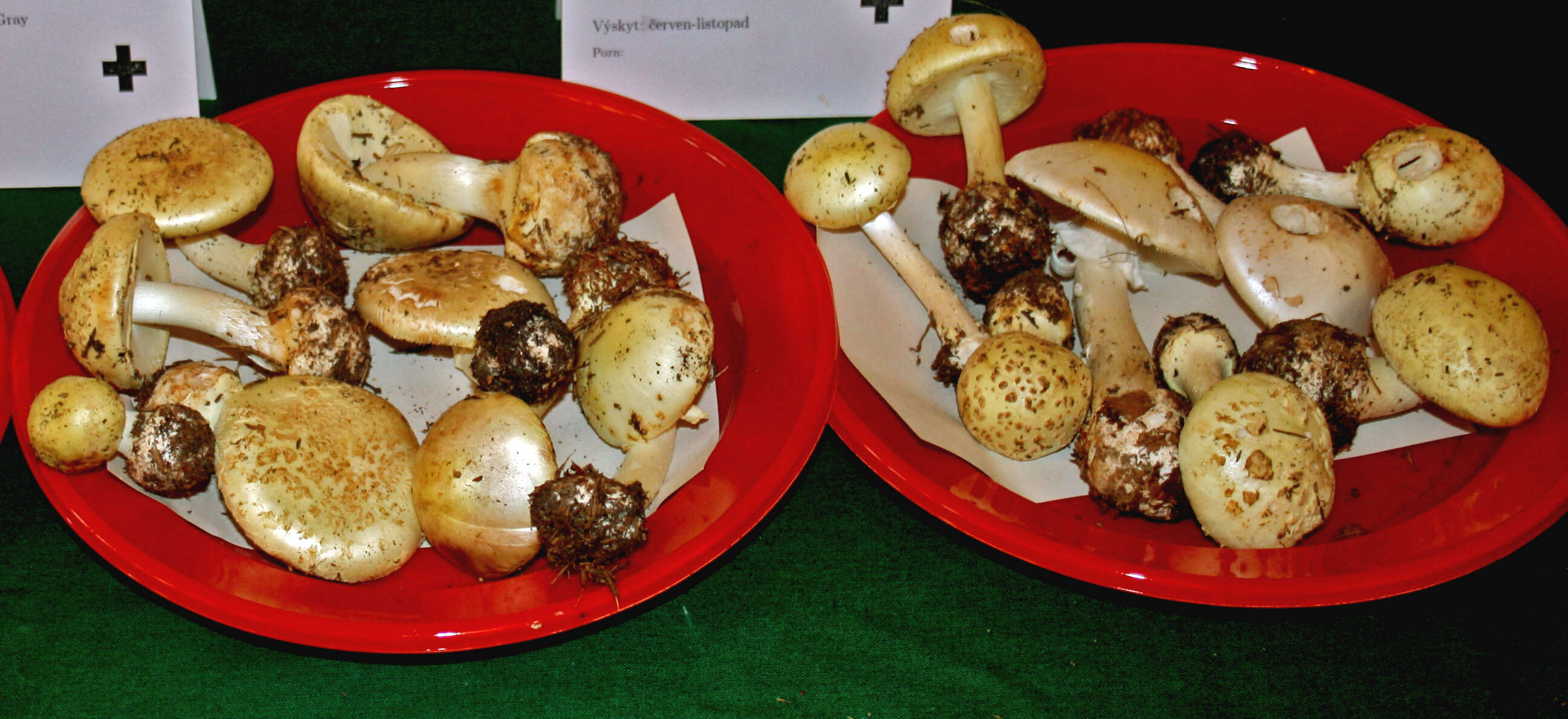 Image of False deathcap