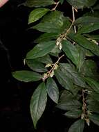 Image of Pombalia prunifolia (Humb. & Bonpl.) Paula-Souza