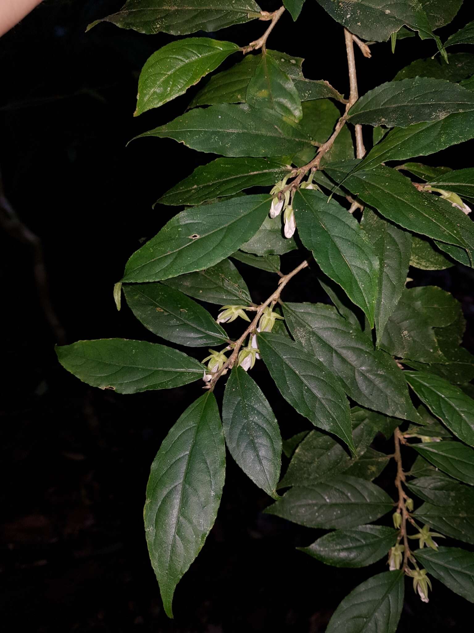 Image of Pombalia prunifolia (Humb. & Bonpl.) Paula-Souza