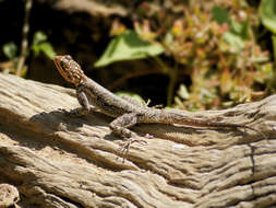 Слика од Agama planiceps Peters 1862