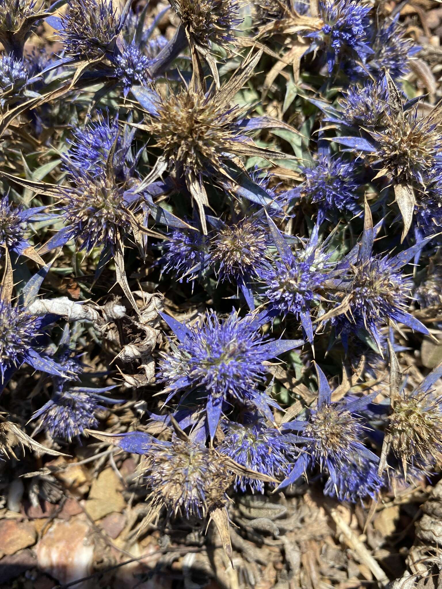 Eryngium dilatatum Lam. resmi