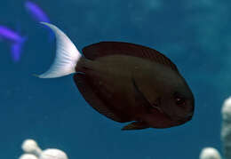 Image of Chocolate Surgeonfish