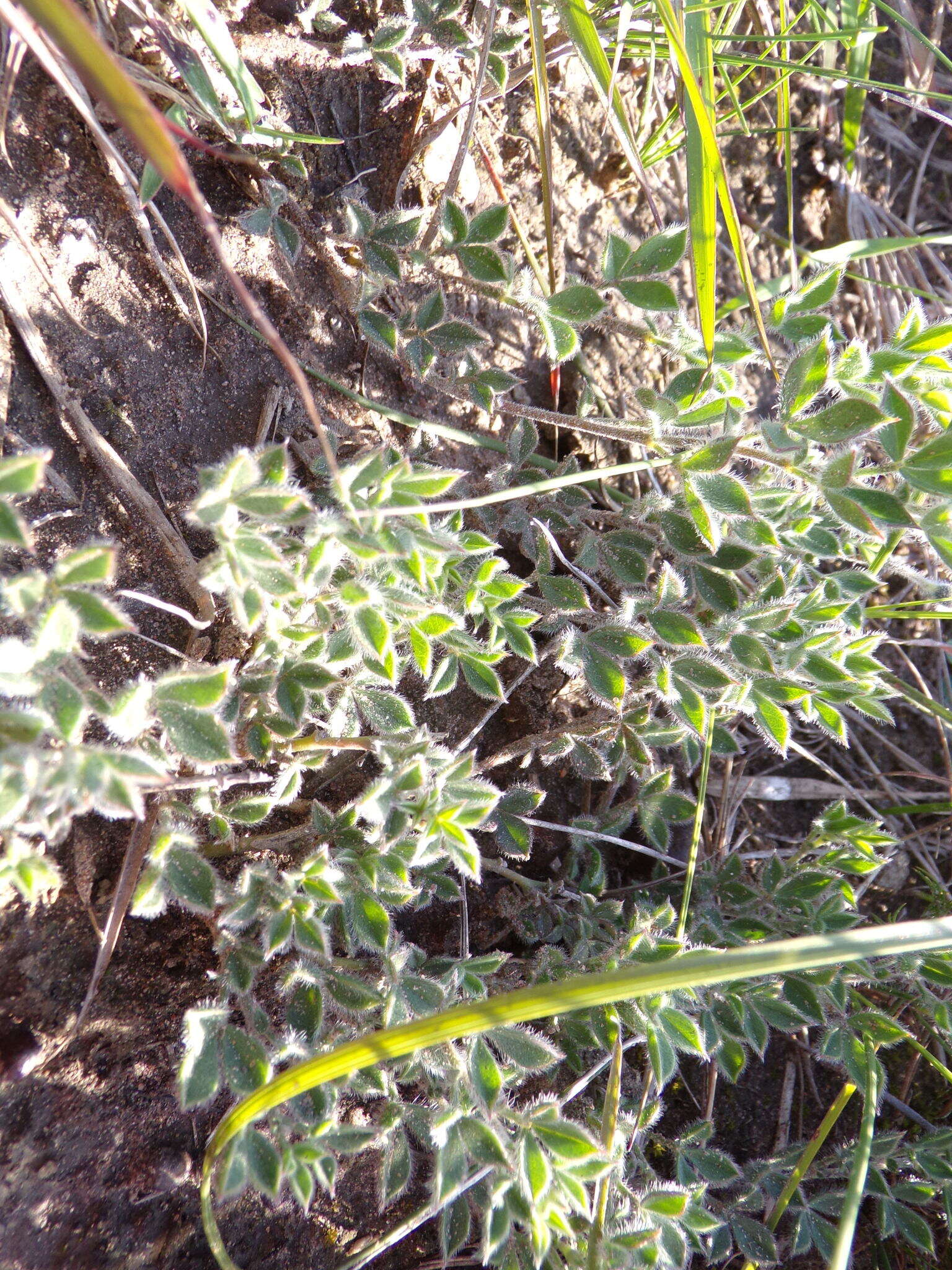 Image of Lotononis acuminata Eckl. & Zeyh.