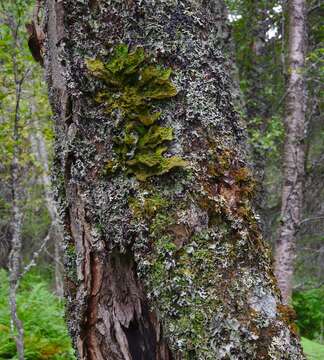 Image of Lungwort