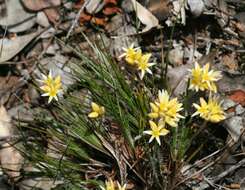 Image of Conostylis setigera R. Br.