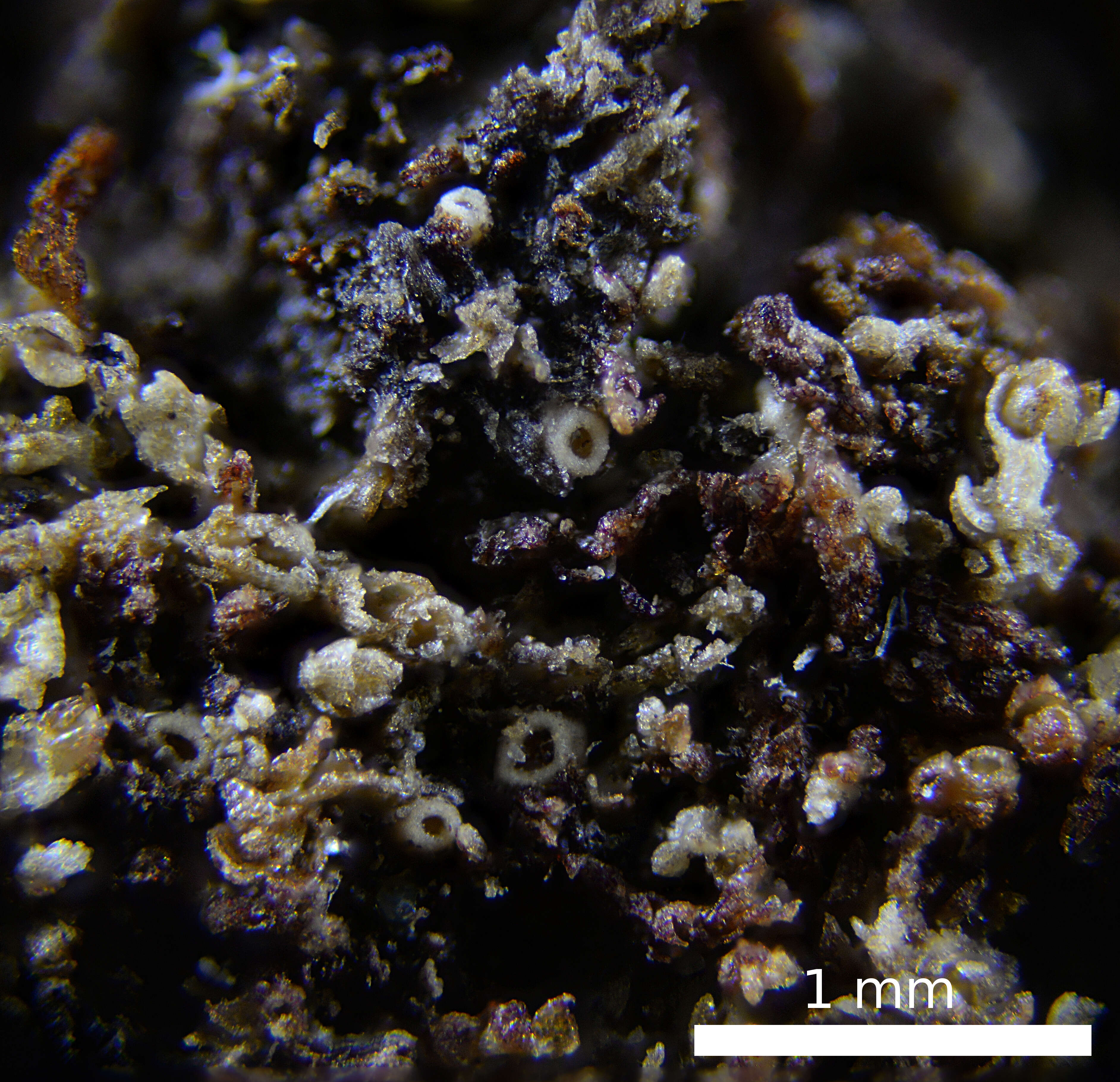 Image of absconditella lichen