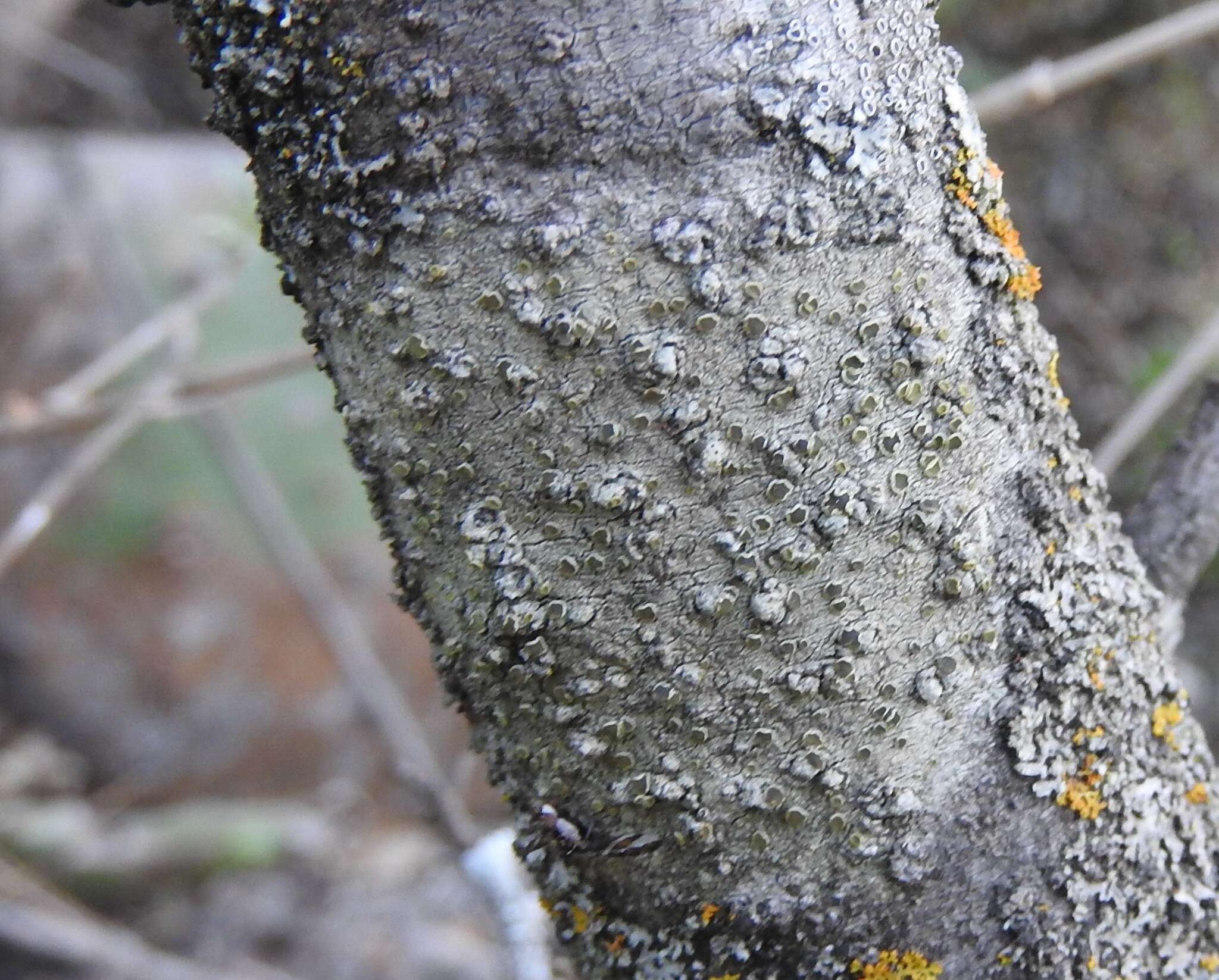 Image of orange lichen