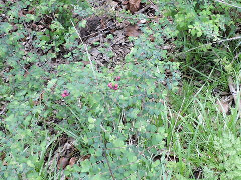 Image of coralberry