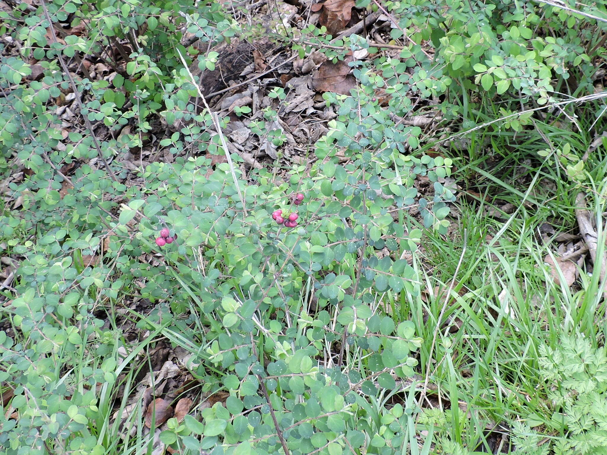 Sivun Symphoricarpos orbiculatus Moench kuva