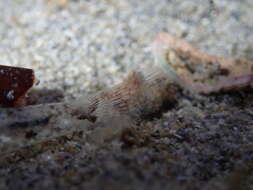 Image of Australian sailfin goby