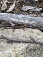 Image of Tasmanian Tree Skink