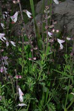 Слика од Syncolostemon modestus (Codd) D. F. Otieno