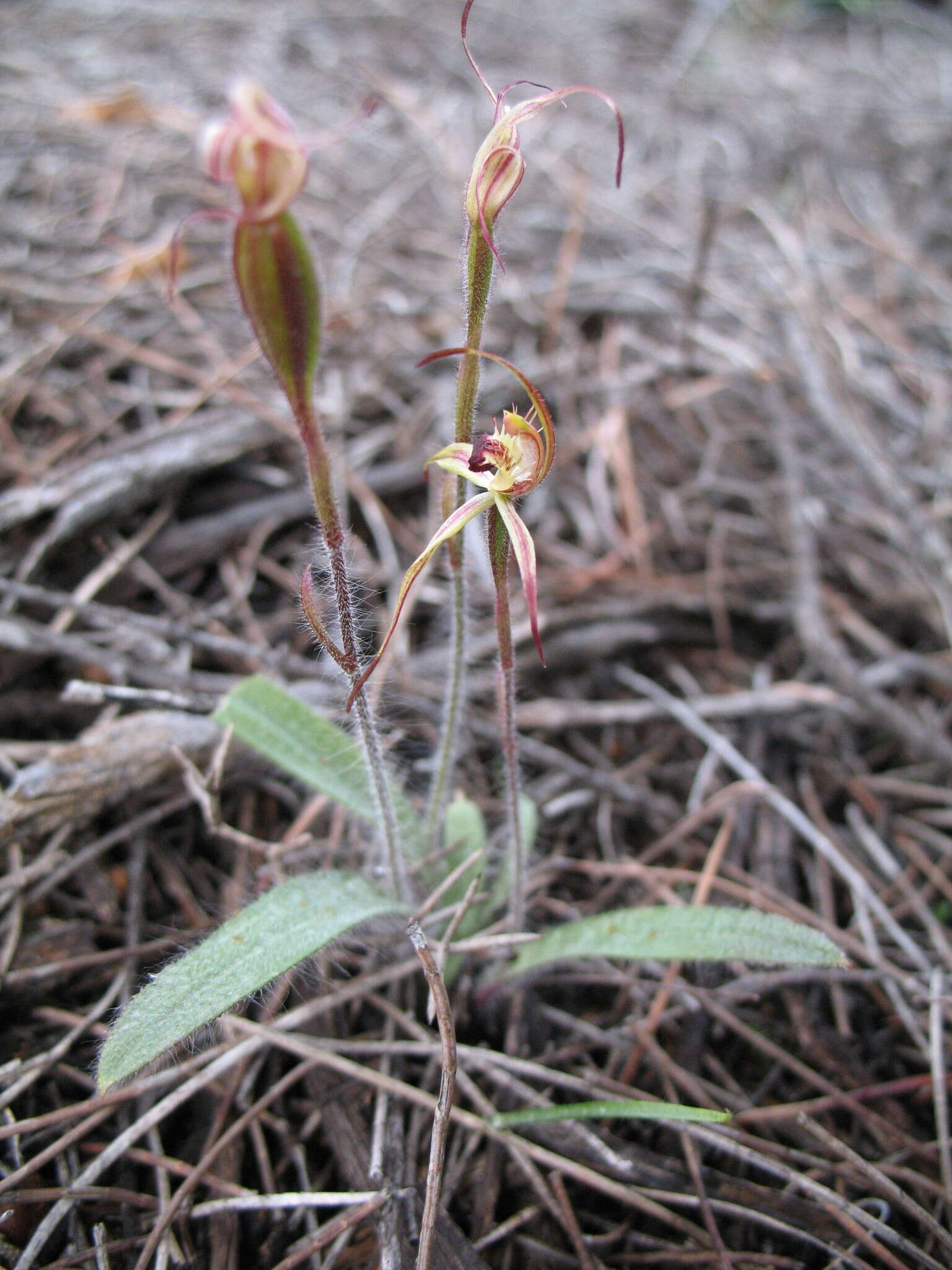 Image of Judy's spider orchid