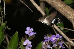 Image of Leucostrophus alterhirundo d'Abrera (1987)