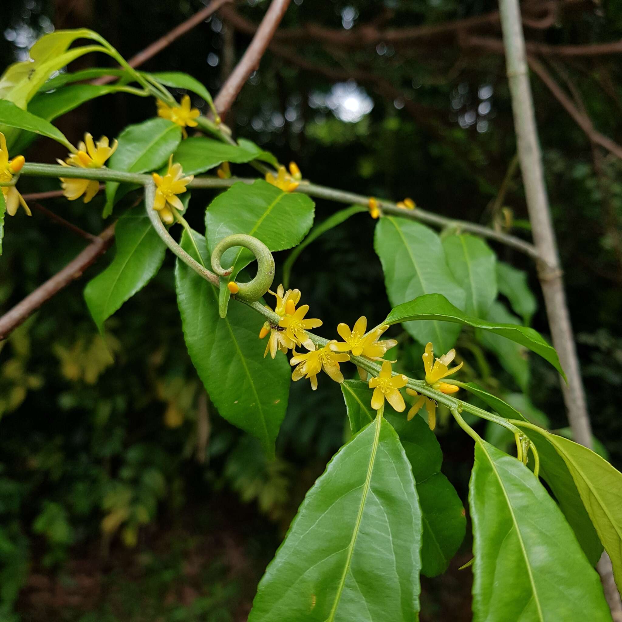 Imagem de Indorouchera griffithiana (Planch.) Hall. fil.