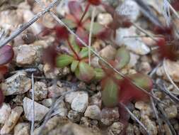 Image of centrostegia