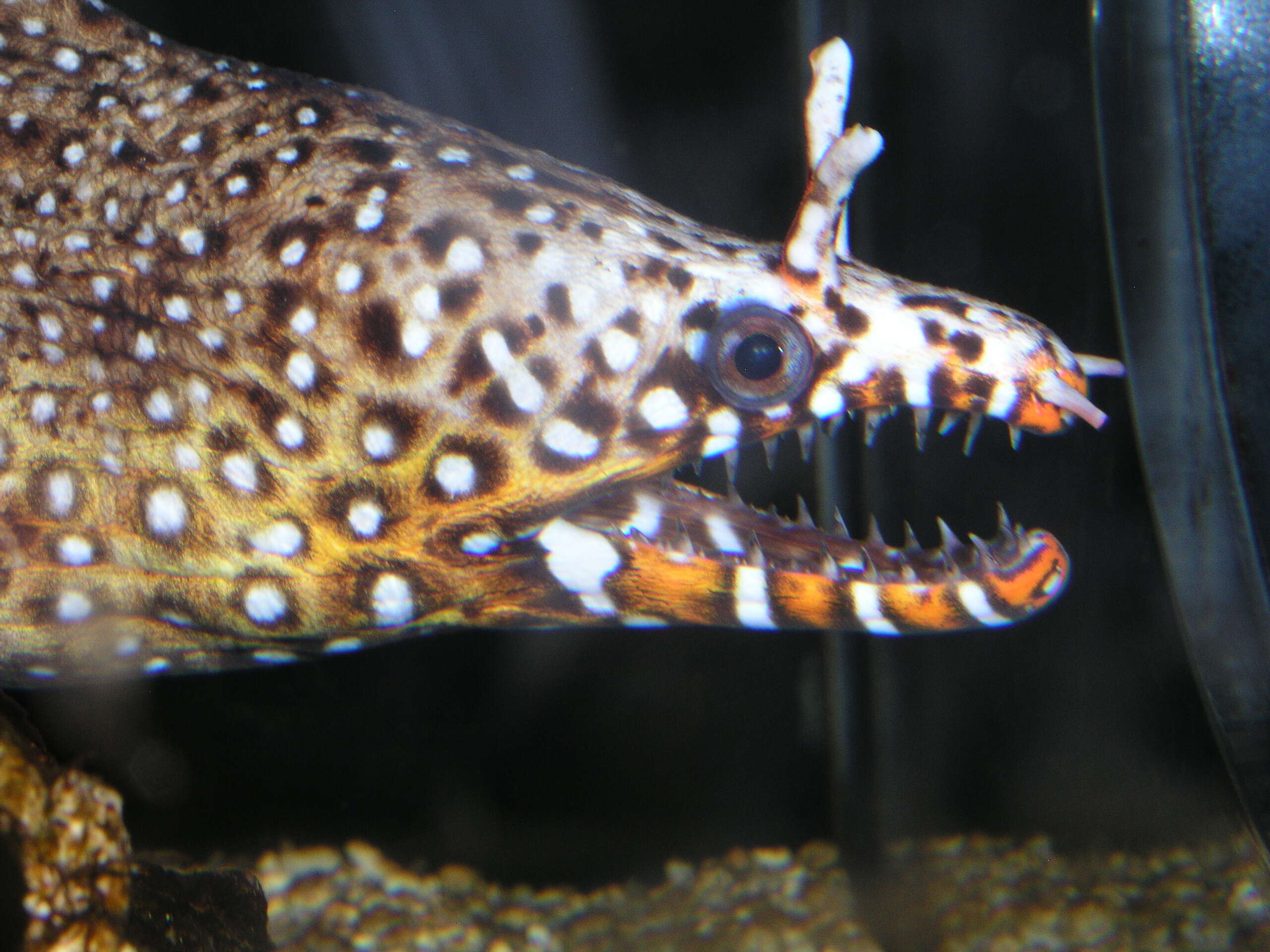 Image of Leopard moray eel