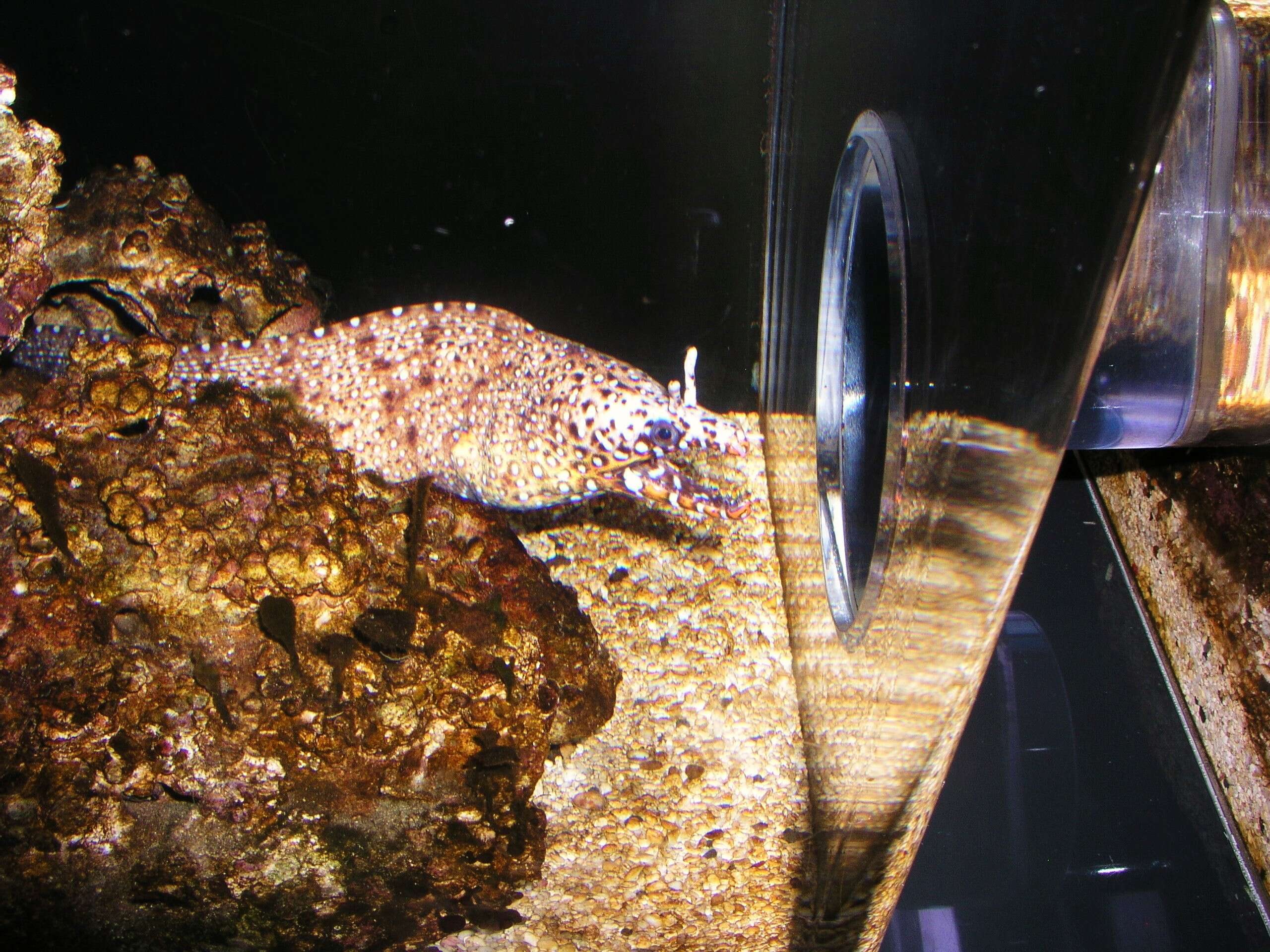Image of Leopard moray eel