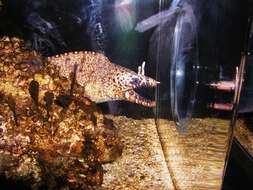 Image of Leopard moray eel