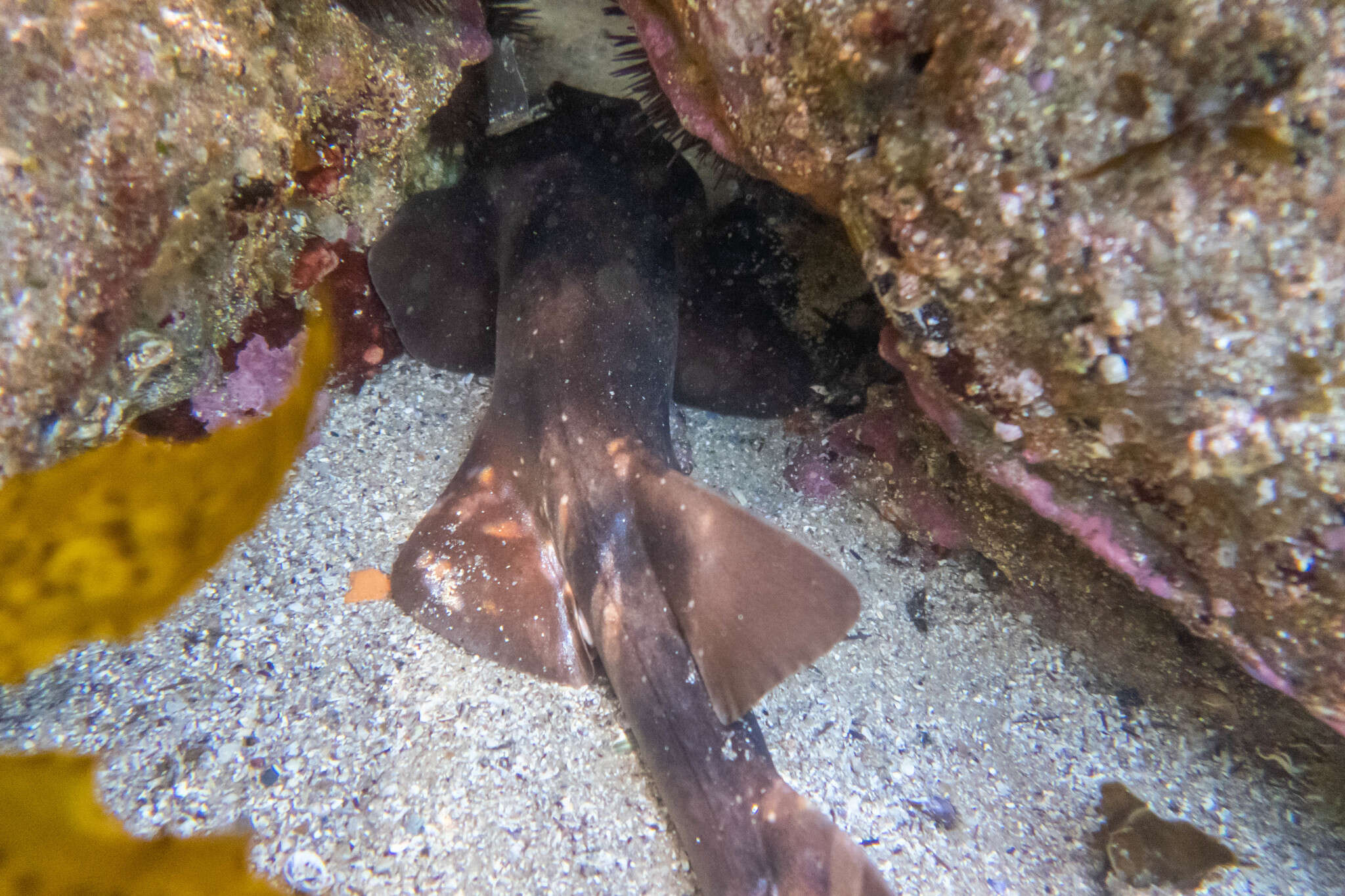 Image of blind sharks