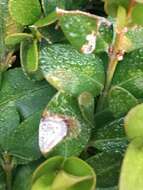 Image of Boxwood blight