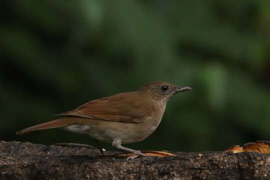 Image of Cocoa Thrush