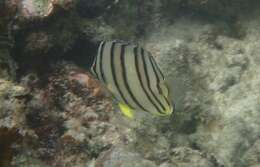 Image of Eight Banded Butterflyfish