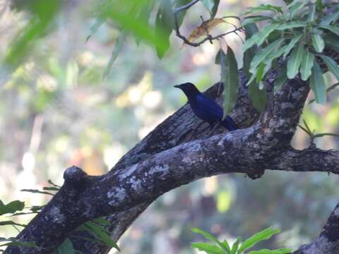 Image of Malabar Whistling Thrush