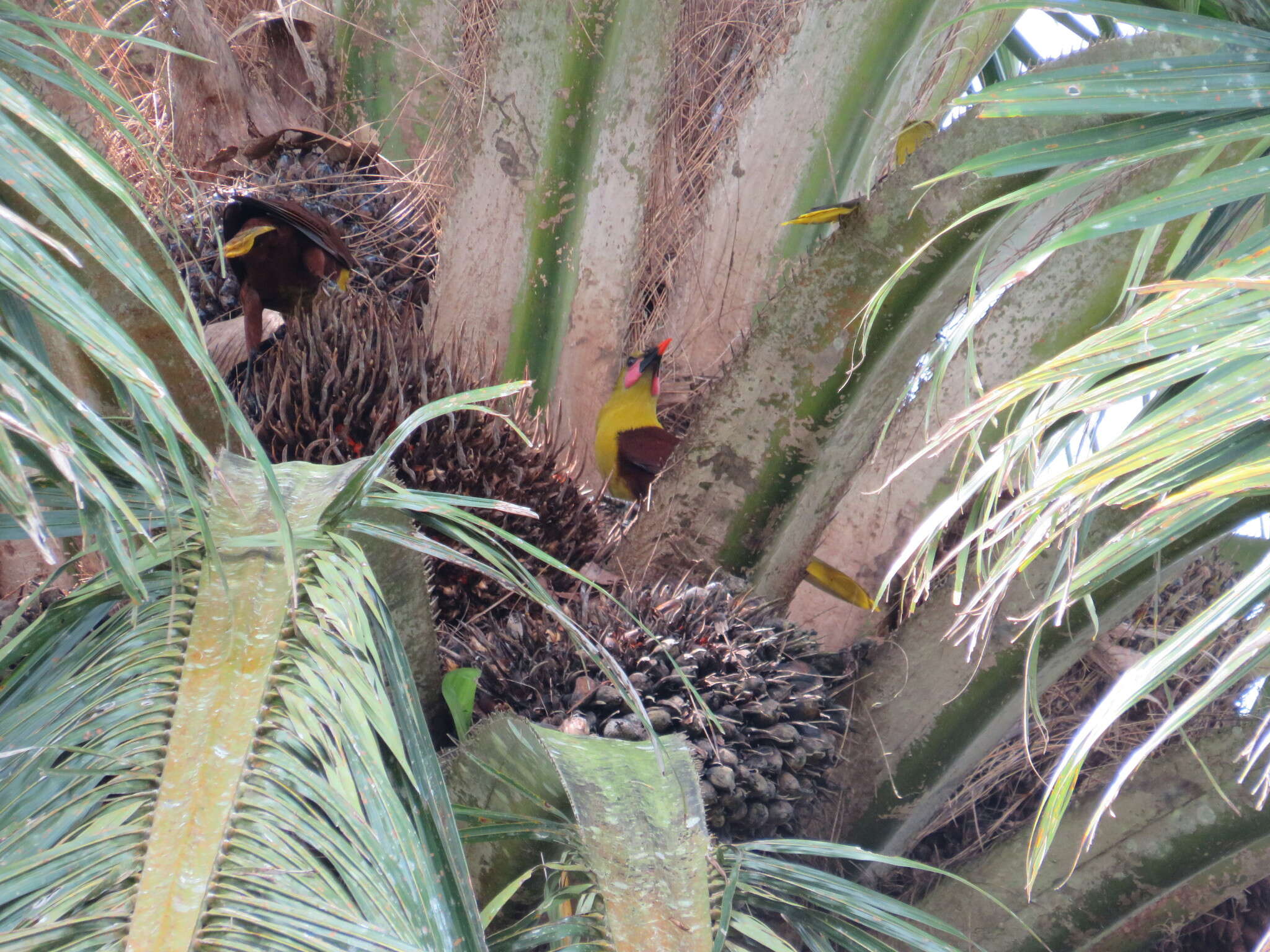 Image of Amazonian Oropendola