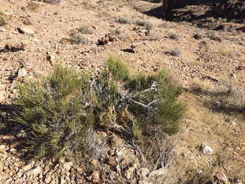 Image of Green Ephedra