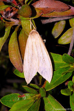 Imagem de Leucanopsis lurida Edwards 1887