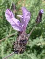 Imagem de Lavandula stoechas L.