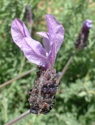 Imagem de Lavandula stoechas L.