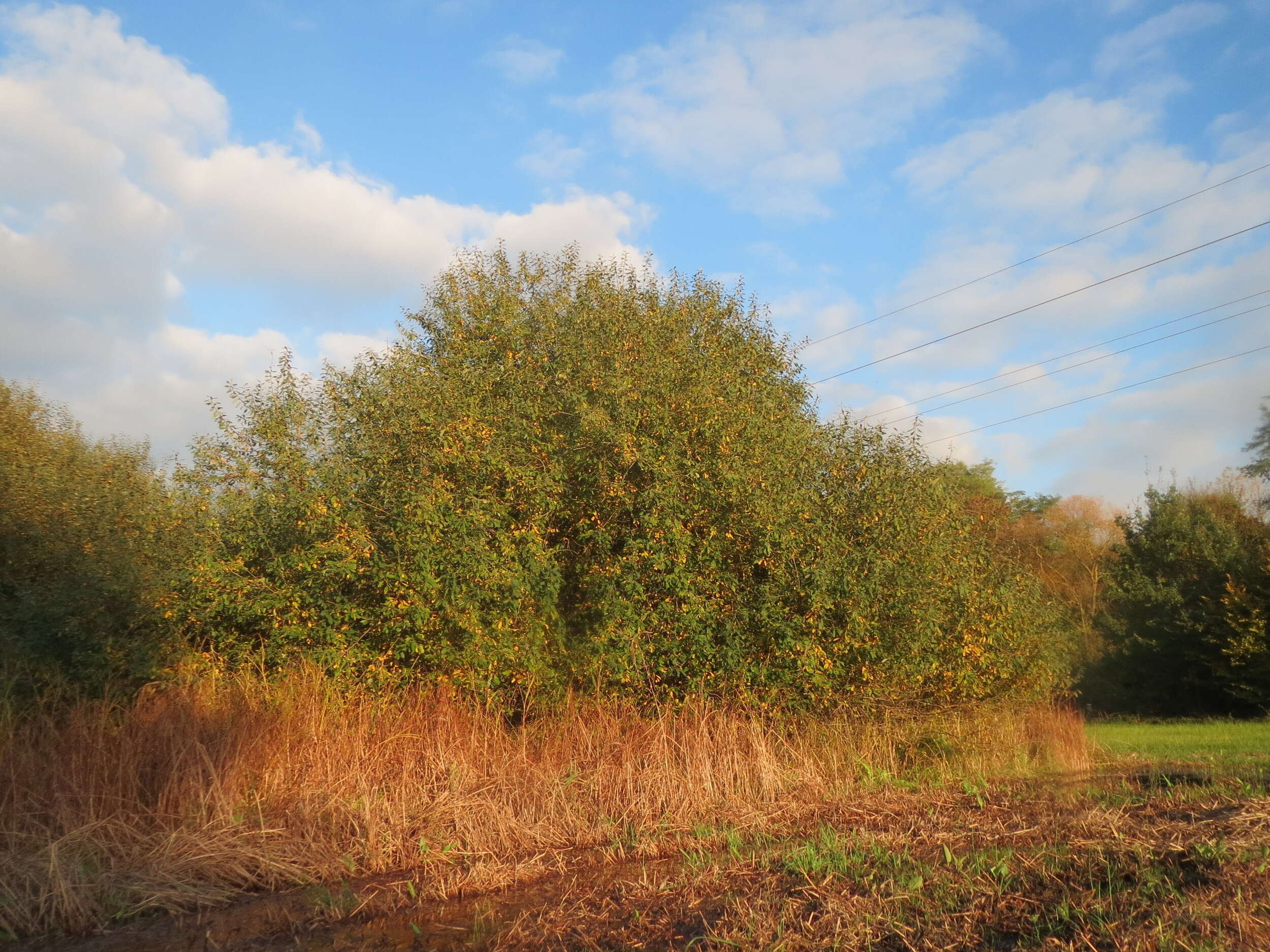 Image of Grey Willow