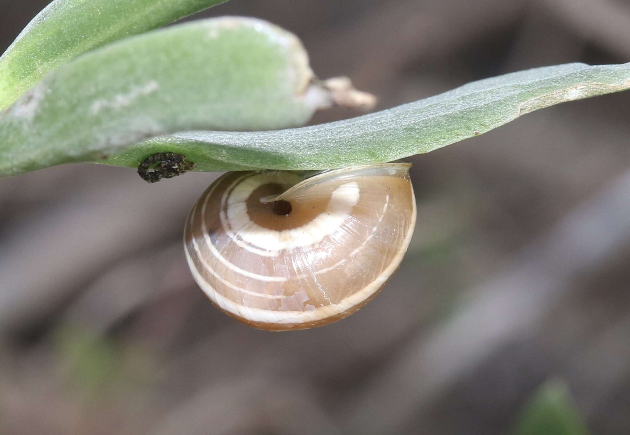 Image of <i>Praticolella mexicana</i>