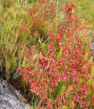 Image of Erica curviflora L.