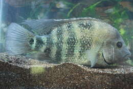 Image of Blackthroat cichlid