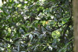 Image of Golden Parrotbill