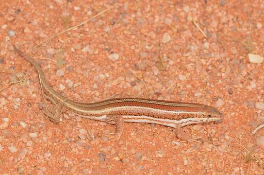 Image of Western three-striped skink