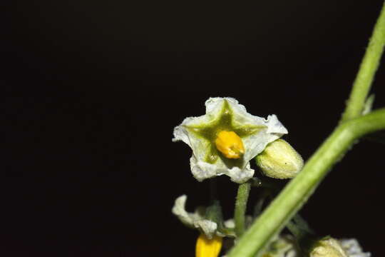 Image of forked nightshade