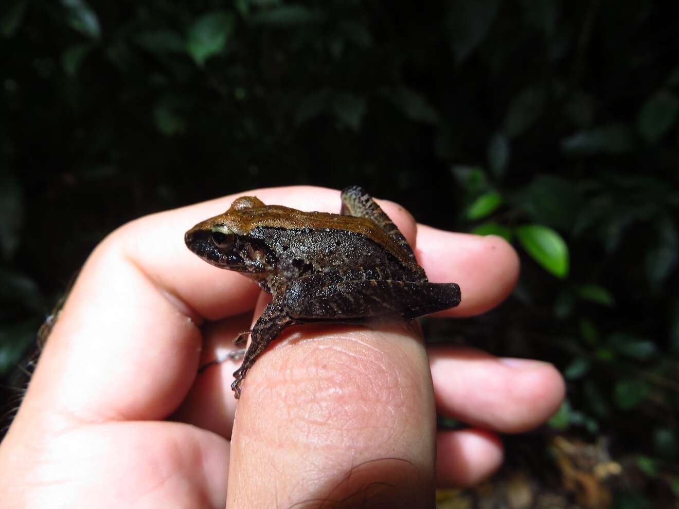 Image of Isla Bonita Robber Frog