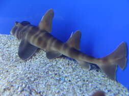 Image of Japanese Bullhead Shark