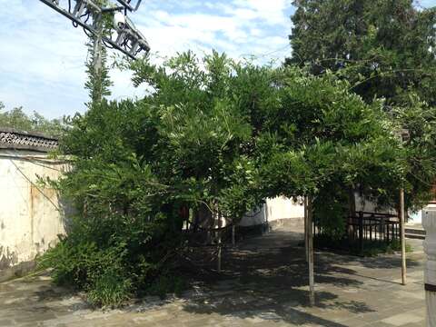 Image of Chinese wisteria